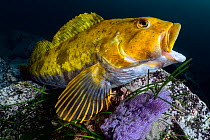 Fat greenling (Hexagrammos otakii) opening his mouth. This male has been guarding clutches of eggs, the purple mass near his pectoral fin. Hokkaido, Japan.