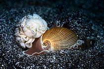 Rose petal bubble shell (Hydatina physis) gathering and arranging freshly secreted eggs on its mantle, prior to attaching the completed egg mass to the sand with a mucous thread, Kanagawa, Japan.