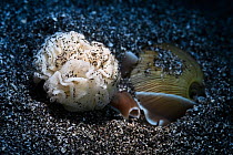 Rose petal bubble shell (Hydatina physis) is gathering and arranging freshly secreted eggs on its mantle, prior to attaching the completed egg mass to the sand with a mucous thread, Kanagawa, Japan.