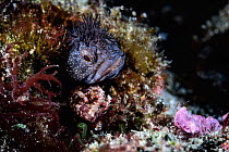 Pictured here is a pair of Blenny (Neoclinus bryope) the larger male above, smaller female below. The female has just entered his burrow. She will deposit eggs inside. The male will fertilize them and...