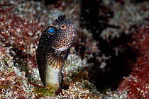 Blenny (Neoclinus bryope) male has just darted out from its hole to scan for passing prey. Kangawa, Japan.