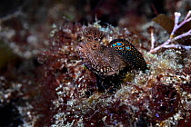 Blenny (Neoclinus bryope) male which has an unusual dorsal fin with multiple blue spots. Kanagawa, Japan.