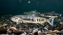 Chum salmon (Oncorhynchus keta) swimming in a shallow river, Hokkaido, Japan.