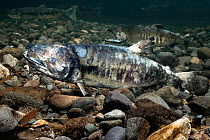 Chum salmon (Oncorhynchus keta) male, on his last legs during the spawning run. His body has deteriorated considerably. His eye is opaque. Yet, he was still vying to spawn with females. A more intact...