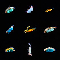 Composite image of various Syllidae polychaete worms that gathered around a light at night in order to prey upon smaller animals that are attracted to the light. These worms were less than 1cm in size...
