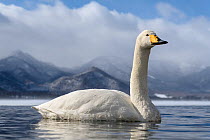 Whooper swan (Cygnus cygnus) on water in its wintering grounds in Hokkaido, Japan