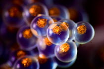 Close-up view of newly spawned Spotty-bellied greenling eggs (Hexagrammos agrammus). Each egg is about 3mm in size. Photographed at a magnification of four times life size. Hokkaido, Japan.
