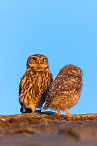 Little owl (Athene noctua) chick with adult on roof, The Netherlands
