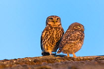 Little owl (Athene noctua) chick with adult on roof, The Netherlands