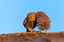 Little owl (Athene noctua) chick with adult on roof, preening behaviour, The Netherlands