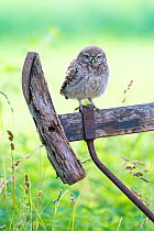 Little owl (Athene noctua) chick on old fence, The Netherlands