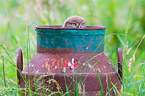 Little owl (Athene noctua) chick peering out of old milk churn, The Netherlands