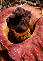 Elephant foot yam (Amorphophallus paeoniifolius) one of largest flowers in the world. Blooming in Papillote Garden, Dominica, West Indies.