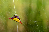 Spiny orb weaver (Gasteracantha), on web, Dominica, Eastern Caribbean.