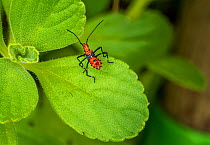 Leaf-footed bug (Leptoglossus pyllopus) nymph in a garden. Dominica, Eastern Caribbean.