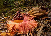 Elephant foot yam (Amorphophallus paeoniifolius) one of largest flowers in the world. Blooming in Papillote Garden, Dominica, West Indies.