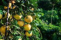Ripe grapefruits on a tree (Citrus paradisi). Dominica, Eastern Caribbean.