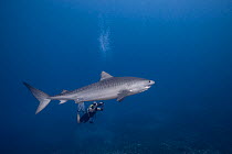 Diver filming a large female Tiger shark (Galeocerdo cuvier) with a remora on her chin, Honokohau, Kona, Big Island, Hawaii, USA, Central Pacific Ocean. Model released.