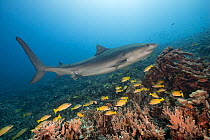 A large female Tiger shark (Galeocerdo cuvier) with crooked jaw likely from fishing interaction, and a remora or sharksucker on her chin, swimming above  Bluestripe snappers (Lutjanus kasmira), Honoko...