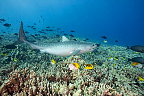Tiger shark (Galeocerdo cuvier) with fish hook in corner of its mouth, swimming across coral reef populated with Racoon butterflyfish (Chaetodon lunula), Threadfin butterflyfish (Chaetodon auriga), Su...