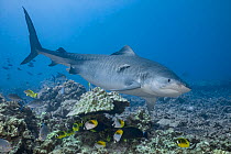 Tiger shark (Galeocerdo cuvier) with remora or suckerfish clinging to flank, Bluefin trevally (Caranx melampygus), Racoon butterflyfish (Chaetodon lunula), Threadfin butterflyfish (Chaetodon auriga),...