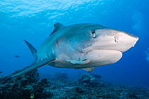 Tiger shark (Galeocerdo cuvier) with remora / sharksucker attached to lower jaw, and nictitating membrane partially covering eye to protect it; shark has slight injury to eye socket, revealing more of...