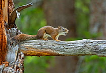 American red squirrel (Tamiasciurus hudsonicus). Yellowstone National Park, Wyoming, USA.