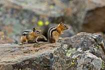 Least chipmunk (Neotamias minimus) is the smallest member of the chipmunk family. Yellowstone National Park, Wyoming, USA.