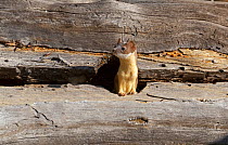 Long-tailed weasel (Mustela frenata) hunting in fallen tree trunk  Yellowstone National Park, Wyoming, USA