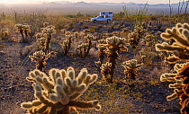 Teddy bear cholla cacti (Cylindropuntia bigelovii) Kofa National Wildlfe Refuge, Arizona, USA.