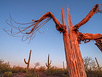 Skeletonized Saguaro cactus, (Carnegia gigantea) dead due to drought, and prickly pear cacti (Opuntia sp), in the Ironwood National Monument, Arizona, USA, April 2021.