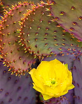 Santa Rita prickly pear cactus (Opuntia santa-rita) with new spines developing on new pads. Santa Catalina mountains foothills, Sonoran Desert, Arizona, USA. April.