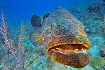 Close up of an Atlantic goliath grouper or Giant seabass (Epinephelus itajara) with a diver in the background. These fish are friendly and come into contact with divers, The Gardens of the Queen, Cuba...