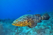 Atlantic goliath grouper or Giant seabass (Epinephelus itajara) with a Caribbean reef shark - Caribbean reef shark (Carcharhinus perezii) in the background, The Gardens of the Queen, Cuba, Caribbean S...