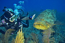 A friendly Atlantic goliath grouper or Giant seabass (Epinephelus itajara) with a scuba diver reaching out to touch it, The Gardens of the Queen, Cuba, Caribbean Sea. Model released.