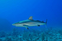 Caribbean reef shark (Carcharhinus perezii) with part of dorsal fin missing, The Gardens of the Queen, Cuba, Caribbean Sea.