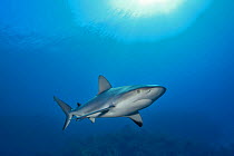 Caribbean reef shark (Carcharhinus perezii) swimming below the surface, The Gardens of the Queen, Cuba, Caribbean Sea.
