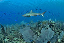 Caribbean reef shark (Carcharhinus perezii) on the reef with a school of juvenile Creole wrasses (Clepticus parrae) and above Common gorgonians (Gorgonia ventalina), The Gardens of the Queen, Cuba, Ca...