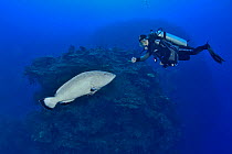 Black grouper (Mycteroperca bonaci) on the reef facing a diver, The Gardens of the Queen, Cuba, Caribbean Sea. Model released.