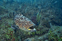 Black grouper (Mycteroperca bonaci) on the reef, The Gardens of the Queen, Cuba, Caribbean Sea.