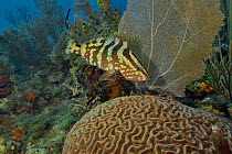 Nassau grouper (Epinephelus striatus) on the reef with common seafans or gorgonians (Gorgonia ventalina), The Gardens of the Queen, Cuba, Caribbean Sea.