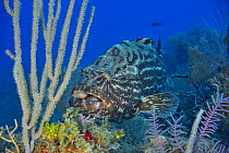 Black grouper (Mycteroperca bonaci) on the reef, The Gardens of the Queen, Cuba, Caribbean Sea.