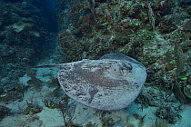 Southern stingray (Hypanus americanus) swimming along the sea floor, The Gardens of the Queen, Cuba, Caribbean Sea.