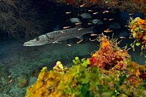 Great barracuda (Sphyraena barracuda) on the reef with Jackfish (Caranx latus) and surrounded by Masked gobies (Coryphopterus personatus) or Glass gobies (Coryphopterus hyalinus), The Gardens of the Q...