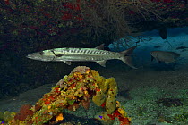Great barracuda (Sphyraena barracuda) on the reef, The Gardens of the Queen, Cuba, Caribbean Sea.