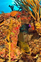 Green moray (Gymnothorax funebris) emerging from its burrow with cleaner wrasse, The Gardens of the Queen, Cuba, Caribbean Sea.
