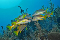 Schoolmasters or Dogtooth snappers (Lutjanus apodus) on the reef, The Gardens of the Queen, Cuba, Caribbean Sea.