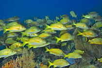 A school of Common grunts (Haemulon plumierii) with a few Bluestriped grunts (Haemulon sciurus) and a Blue tang surgeonfish (Acanthurus coeruleus) on the reef with particularly common seafans or gorgo...