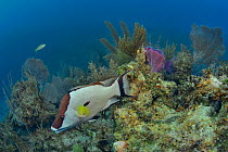 A Hogfish (Lachnolaimus maximus) on the reef, The Gardens of the Queen, Cuba, Caribbean Sea.