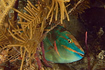 Stoplight parrotfish (Sparisoma viride) sleeping at night, The Gardens of the Queen, Cuba, Caribbean Sea.
